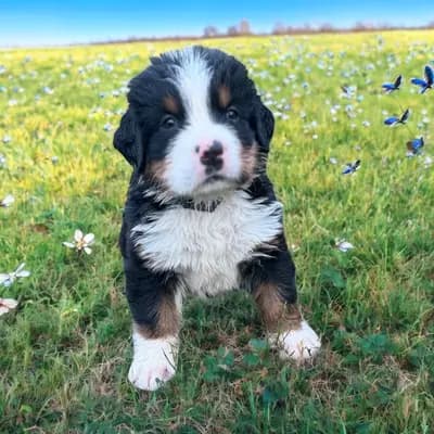 F - Wurf – Berner Sennenhund Welpe, Rheinland-Pfalz, Raised by Berner von der Villa Arya