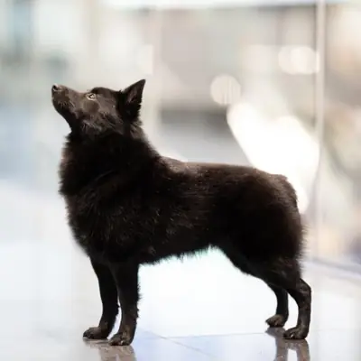 Black Star Schipperkes