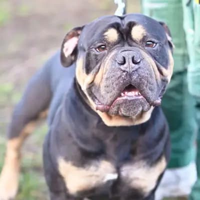 Sam – Old English Bulldog, Berlin, Im Tierheim Tierheim Berlin