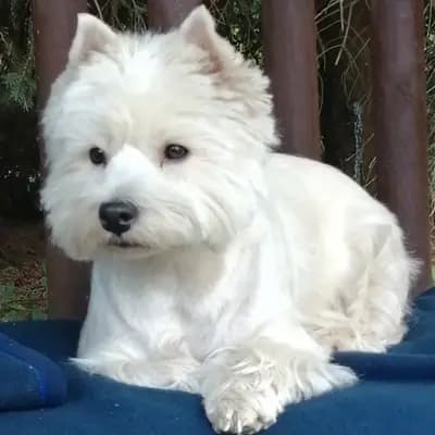 West Highland White Terrier "von Bora"