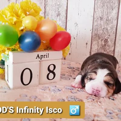 Isco – Beagle Welpe, Bayern, Allevato da Master of Dumphill Beagle Kennel