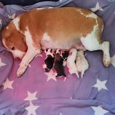 Beagle Welpen mit Papieren Reinrassig – Beagle Welpe, Baden-Württemberg, Allevato da Beagle vom Liebensteiner Schloss