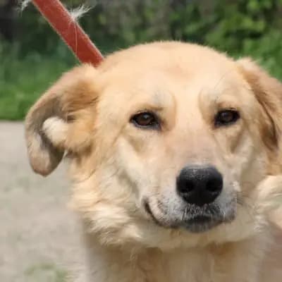 Corneto – Golden Retriever, Hessen, Im Tierheim Das kleine Tierheim angeschlossen an Pferd und Hund e.V.