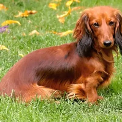 Vrh D – Dachshund Wurf, Plzeňský kraj, Raised by Zucht - Camnika Art, Pilsen, CZ