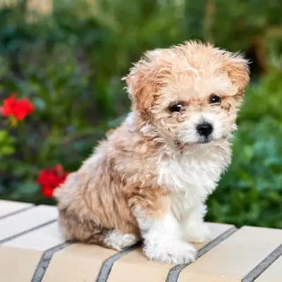 Maltipoo – Hunderasse