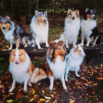 Amerikanische Collies vom Fraulauterbach cover