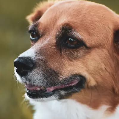 „Die Intelligenz der Hunde“ von Stanley Coren – was das Ranking wirklich aussagt