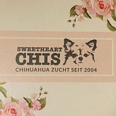 Chihuahua von den Sweetheartchis