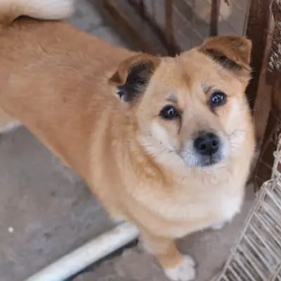 „Die zweite Chance“ von Katharina von der Leyen – Hunde mit Vergangenheit verstehen