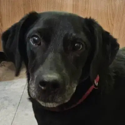 Maya