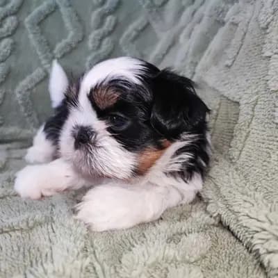 Nash – Shih Tzu Welpe, Saxony-Anhalt, Raised by Garden of Little Lions