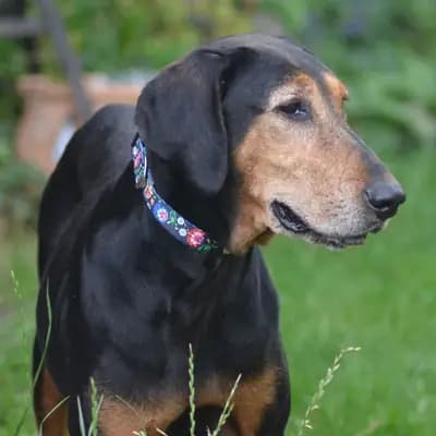 Laufhund / Hündin – Gordon Setter Welpe, Bayern, Opdrættet af Black Devil´s