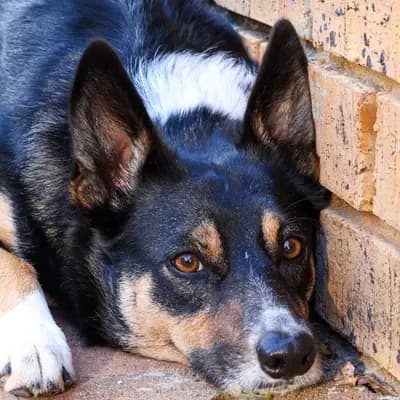 Schwarzkümmelöl für Hunde: Wirkung und Gefahren
