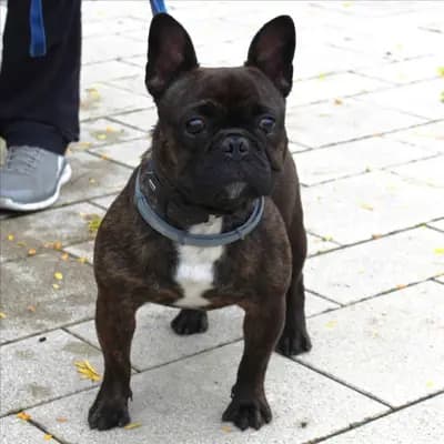SMOKY – Französische Bulldogge, Bayern, Im Tierheim Tierheim München gGmbH Gnadenhof Kirchasch