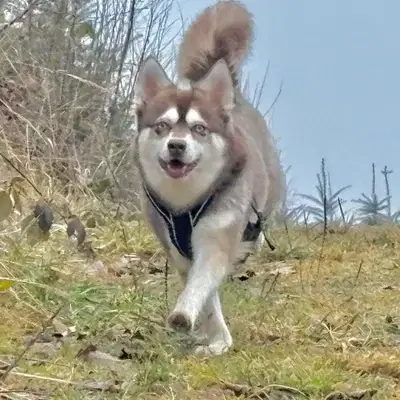 Alaskan Klee Kai at Aurora cover