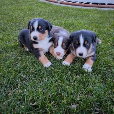 Wurfankündigung Havanna Braune Appenzeller Sennenhund Welpen – Appenzeller Sennenhund Welpe, Nordrhein-Westfalen, 由...饲养 Dieters Hundezucht