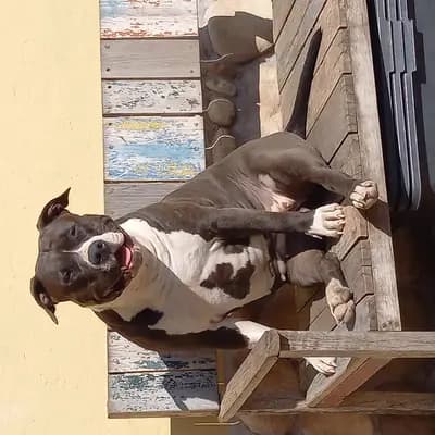 Gerda