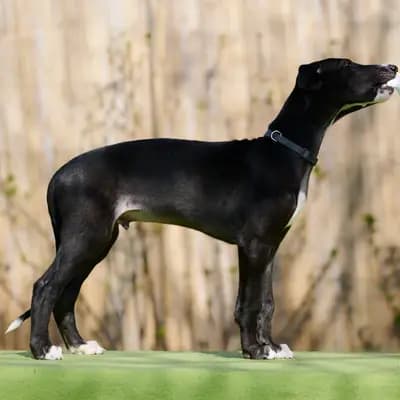 Donatello – Galgo Espanol Welpe, Niedersachsen, Aufgezogen von del Luna y Sol