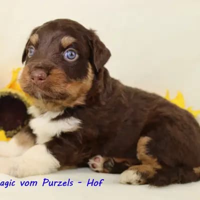 Magic – Australian Shepherd Welpe, Rheinland-Pfalz, Raised by Australian Shepherds vom Purzels-Hof