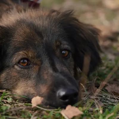 Zecke entfernen beim Hund: Anleitung Schritt für Schritt