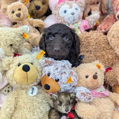 Ayko – Labradoodle (Labrador x Pudel) Welpe, Niedersachsen, Aufgezogen von ChocoDoodle
