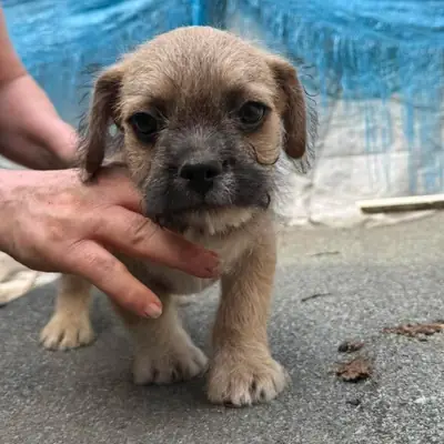 Joshi – Mischling, At shelter Animal Souls e.V.