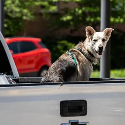 Tollwutimpfung beim Hund: Pflicht, Kosten und Impfintervall