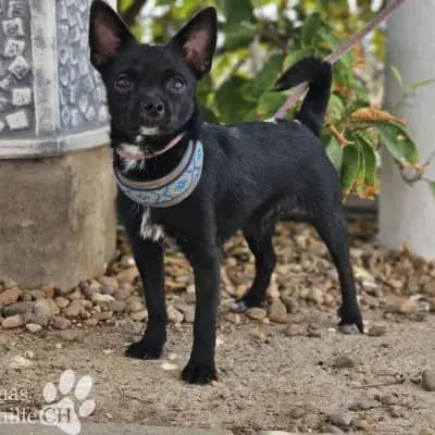 Grinch – Chihuahua, Carmona, Im Tierheim Parenas Pfotenhilfe CH