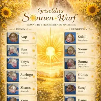 Sonnenwurf – جولدن دودل Wurf, Niedersachsen, تمت تربيته بواسطة Griselda Doodle