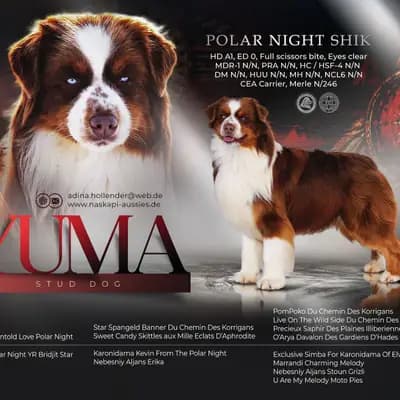 Deckrüde Australian Shepherd/Red Tri/ Blaue Augen – Australian Shepherd Welpe, Brandenburg, Raised by Naskapi Aussies