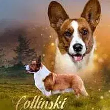 Collinski’s cover