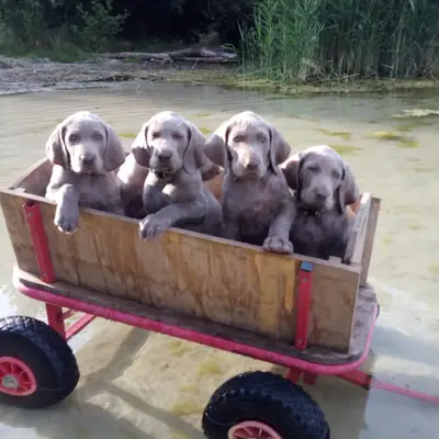 Unbenannter Rüde – Weimaraner Welpe, Brandenburg, Aufgezogen von Weimaraner von den Semonen