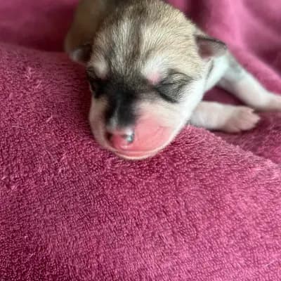 K... – Siberian Husky Welpe, Nordrhein-Westfalen, Raised by Meister Pet'z