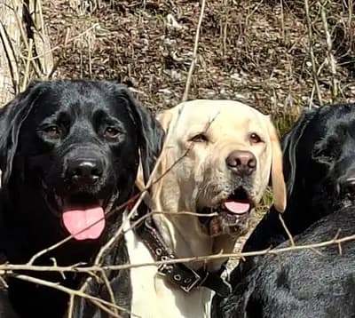 Hündin (unbenannt) – Labrador Retriever Welpe, Bayern, Élevé par Hobbyzucht