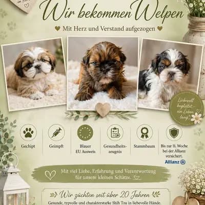 Wir bekommen Welpen – Shih Tzu Welpe, Hessen, Opdrættet af Shih Tzu made in Germany