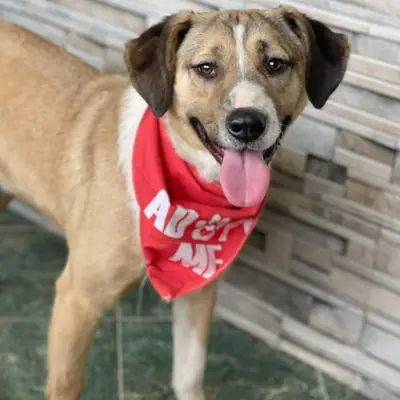 Pongo – Mischling, Baden-Württemberg, På internat Animal Souls e.V.