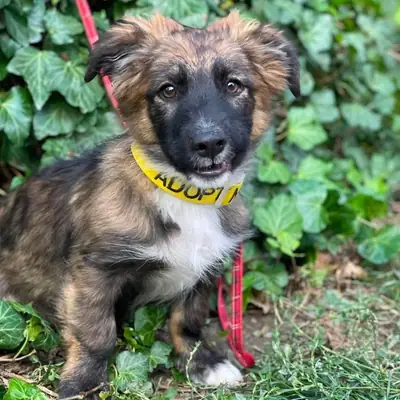 COOPER – Mischling, At shelter Animal Souls e.V.