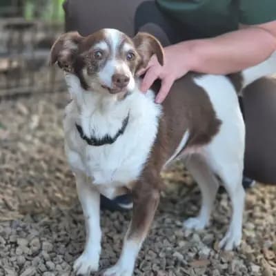 StellaJoy – Chihuahua, Nordrhein-Westfalen, Im Tierheim Streunerherzen e.V.