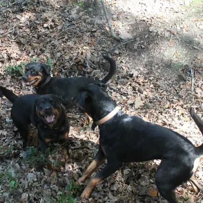 Rottweiler von der Strahlenburg