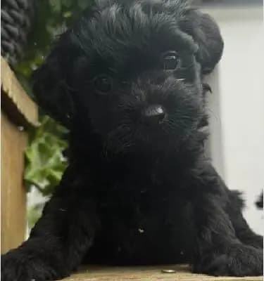 Bollipoo Rüde 1 – Maltipoo Welpe, Thüringen, Raised by Rassehundezucht Cornelia Perner