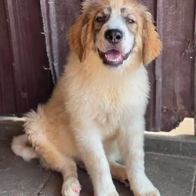 Brandon – Mischling, At shelter Animal Souls e.V.