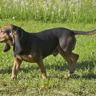 Jura Laufhund – Hunderasse