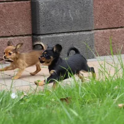 Hundezucht "von Toy-Hit"