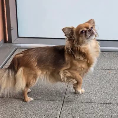 Chihuahua Hündin in Langhaar sucht Dich. – Chihuahua Welpe, Niedersachsen, Aufgezogen von Chihuahua of golden Harvest