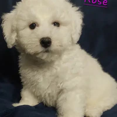 Rose – Bichon Frisé Welpe, Brandenburg, Criado por Bichon Frise Zucht "Dream Teddy's"