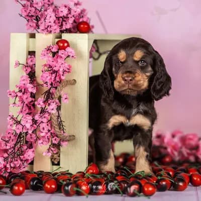 English cocker spaniel