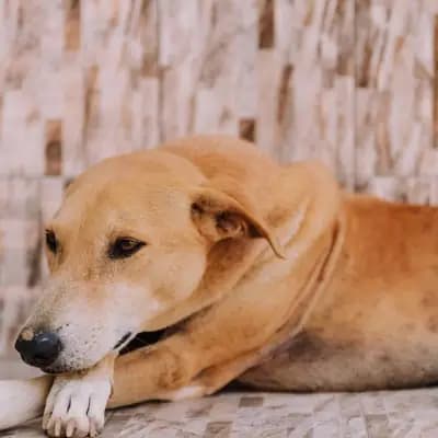 Zeckentablette für den Hund: Nutzen und Risiken