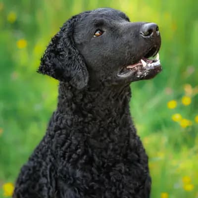 Curly Coated Retriever – hunderace
