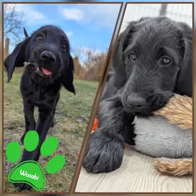 Fruit and Veggies – Labradoodle (Labrador x Pudel) Welpe, Niedersachsen, Aufgezogen von ChocoDoodle