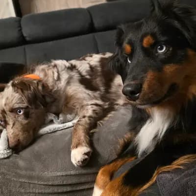 Men in Black – Australian Shepherd Welpe, Rheinland-Pfalz, Raised by Australian Shepherds vom Purzels-Hof